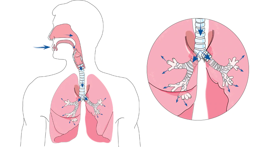 1.3.1_lower_airway_diagram (1)