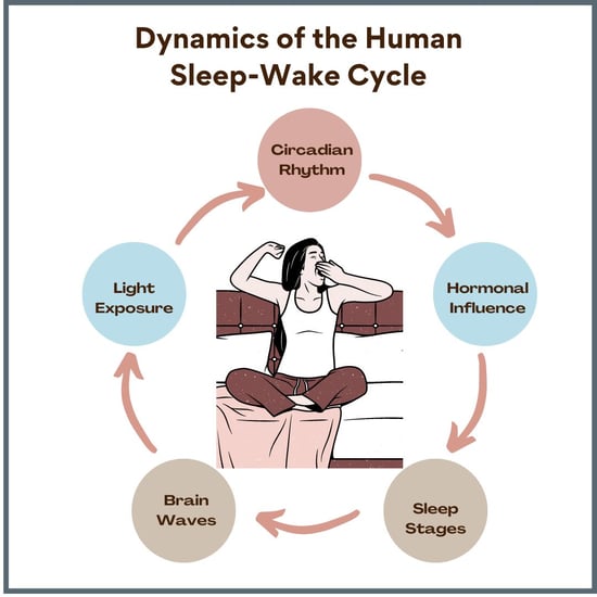 Dynamics of Human Sleep-Wake Cycle