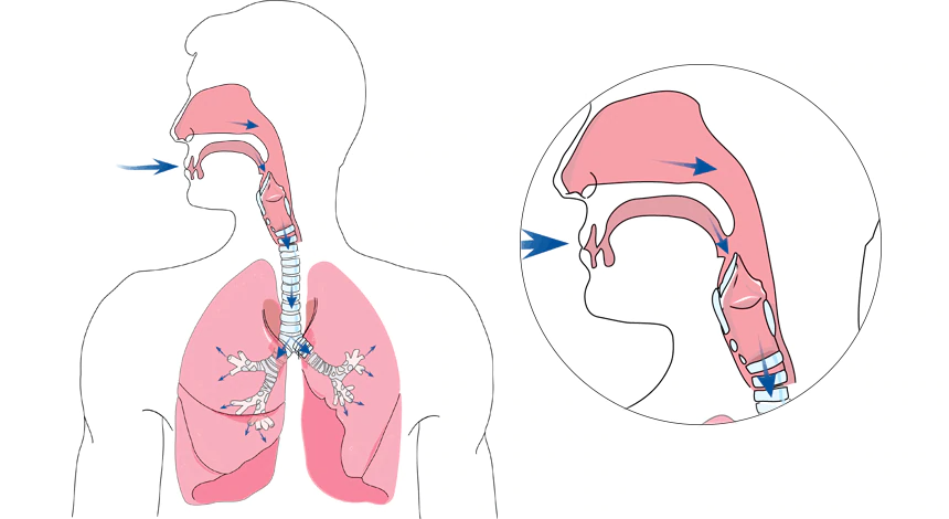 What Happens During Normal Breathing?