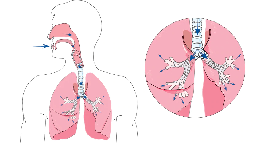 What Happens During Normal Breathing?